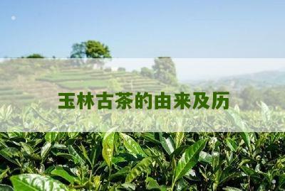 玉林古茶的由来及历