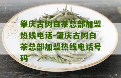 肇庆古树白茶总部加盟热线电话-肇庆古树白茶总部加盟热线电话号码