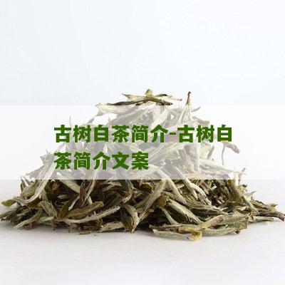 古树白茶简介-古树白茶简介文案