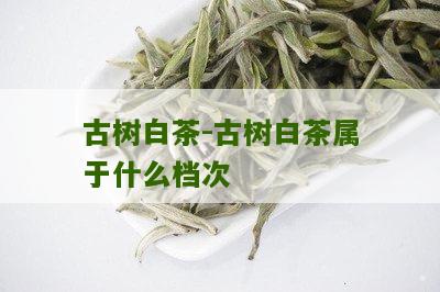 古树白茶-古树白茶属于什么档次