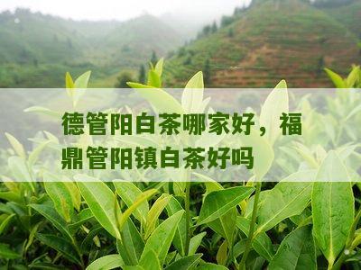 德管阳白茶哪家好，福鼎管阳镇白茶好吗