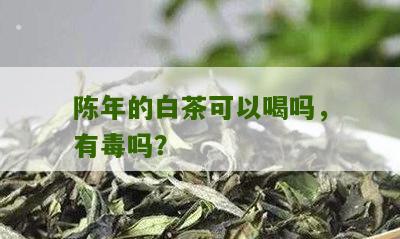 陈年的白茶可以喝吗，有毒吗？