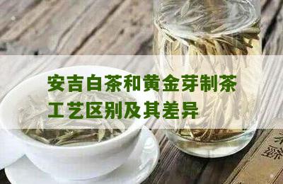 安吉白茶和黄金芽制茶工艺区别及其差异