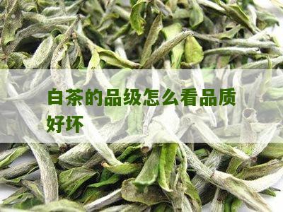 白茶的品级怎么看品质好坏