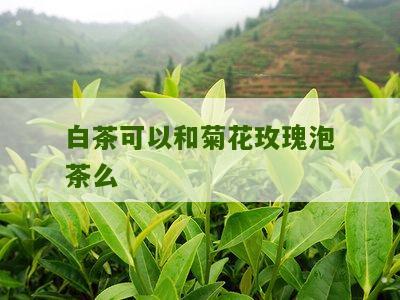 白茶可以和菊花玫瑰泡茶么