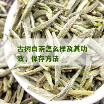 古树白茶怎么样及其功效，保存方法