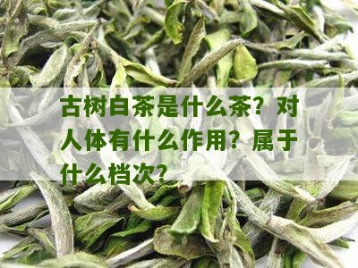 古树白茶是什么茶？对人体有什么作用？属于什么档次？