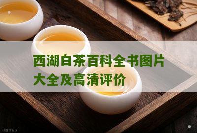 西湖白茶百科全书图片大全及高清评价