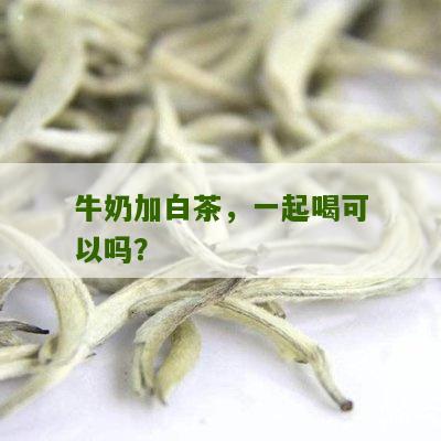 牛奶加白茶，一起喝可以吗？