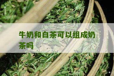 牛奶和白茶可以组成奶茶吗