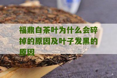 福鼎白茶叶为什么会碎掉的原因及叶子发黑的原因