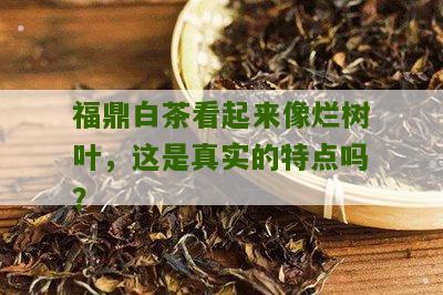 福鼎白茶看起来像烂树叶，这是真实的特点吗？