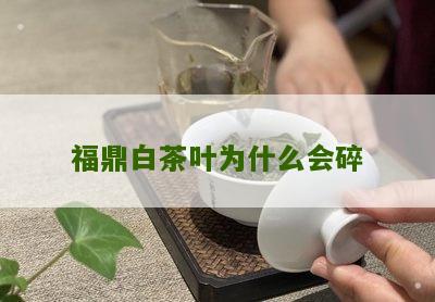 福鼎白茶叶为什么会碎