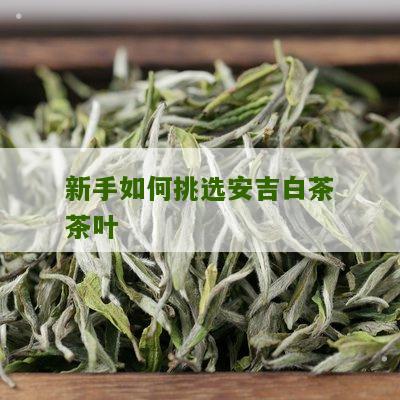 新手如何挑选安吉白茶茶叶