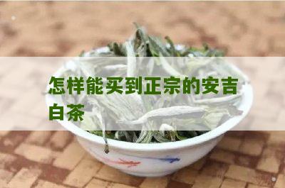 怎样能买到正宗的安吉白茶