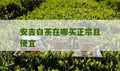 安吉白茶在哪买正宗且便宜