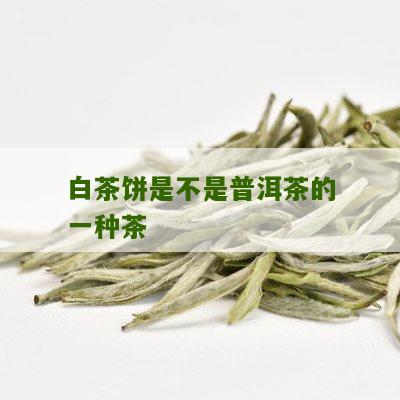 白茶饼是不是普洱茶的一种茶