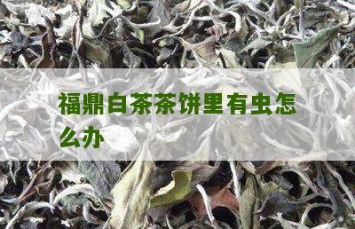 福鼎白茶茶饼里有虫怎么办