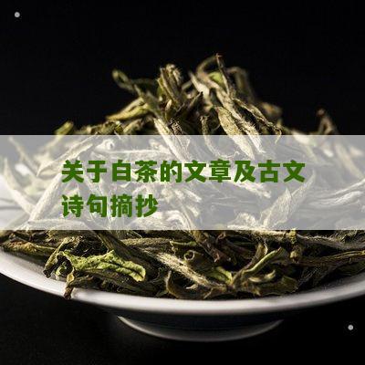 关于白茶的文章及古文诗句摘抄