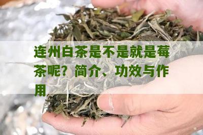 连州白茶是不是就是莓茶呢？简介、功效与作用