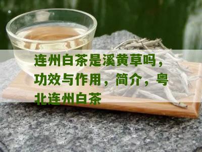 连州白茶是溪黄草吗，功效与作用，简介，粤北连州白茶