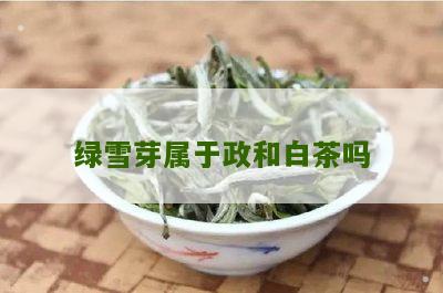 绿雪芽属于政和白茶吗