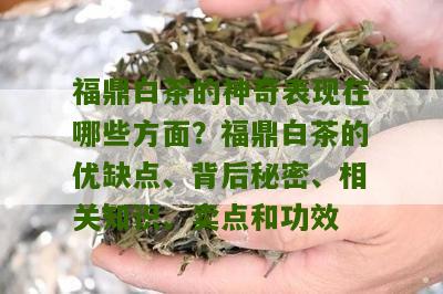 福鼎白茶的神奇表现在哪些方面？福鼎白茶的优缺点、背后秘密、相关知识、卖点和功效