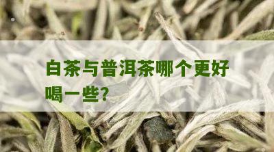 白茶与普洱茶哪个更好喝一些？