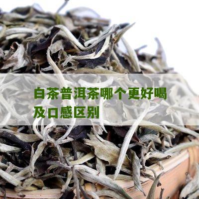 白茶普洱茶哪个更好喝及口感区别