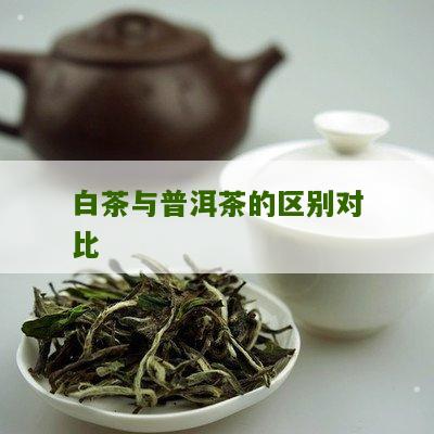 白茶与普洱茶的区别对比