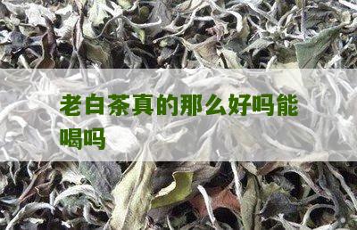 老白茶真的那么好吗能喝吗