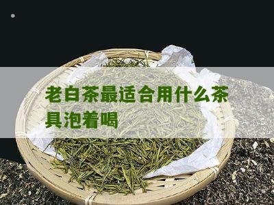 老白茶最适合用什么茶具泡着喝