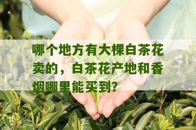 哪个地方有大棵白茶花卖的，白茶花产地和香烟哪里能买到？