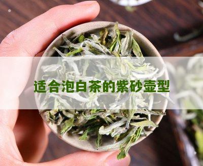 适合泡白茶的紫砂壶型