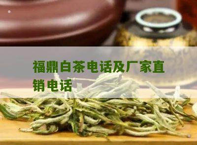 福鼎白茶电话及厂家直销电话