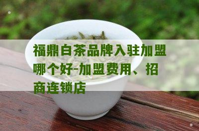 福鼎白茶品牌入驻加盟哪个好-加盟费用、招商连锁店