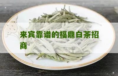 来宾靠谱的福鼎白茶招商