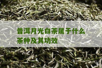 普洱月光白茶属于什么茶种及其功效