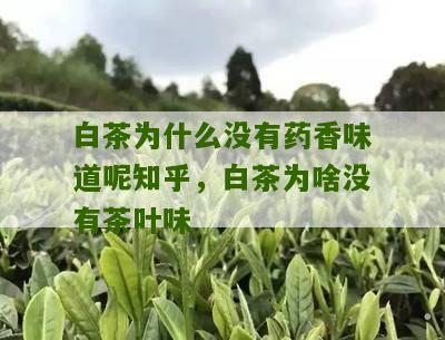 白茶为什么没有药香味道呢知乎，白茶为啥没有茶叶味