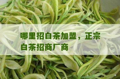 哪里招白茶加盟，正宗白茶招商厂商