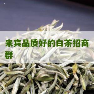 来宾品质好的白茶招商群