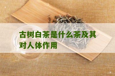 古树白茶是什么茶及其对人体作用