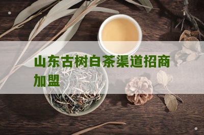 山东古树白茶渠道招商加盟