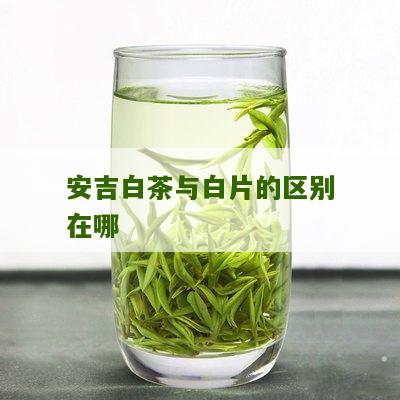 安吉白茶与白片的区别在哪