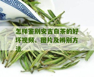 怎样鉴别安吉白茶的好坏视频、图片及辨别方法