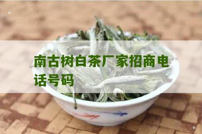 南古树白茶厂家招商电话号码