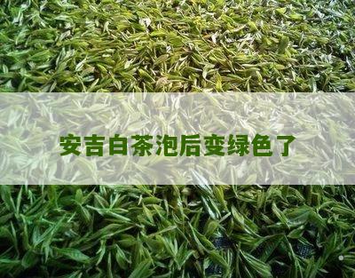 安吉白茶泡后变绿色了