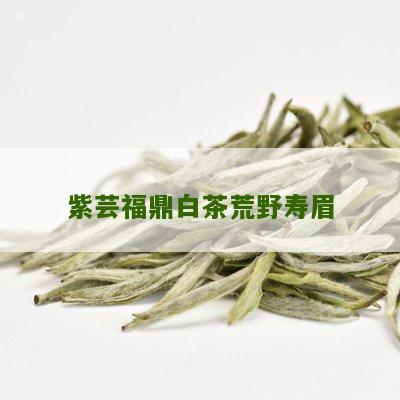 紫芸福鼎白茶荒野寿眉