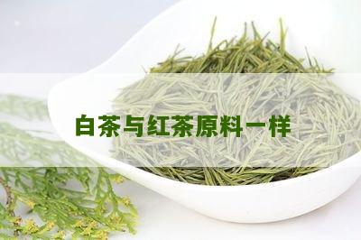 白茶与红茶原料一样