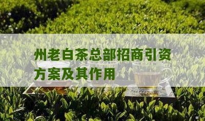 州老白茶总部招商引资方案及其作用